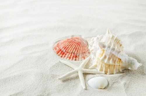 seashells